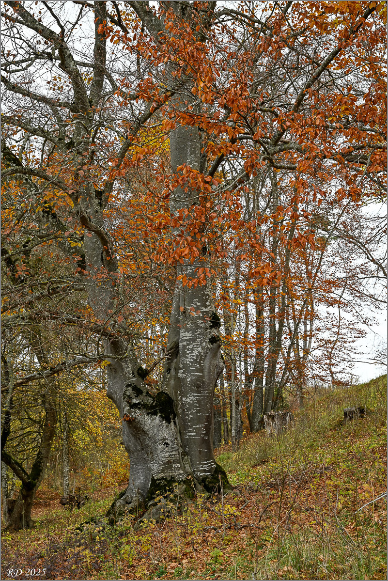 DZ7_0046.jpg