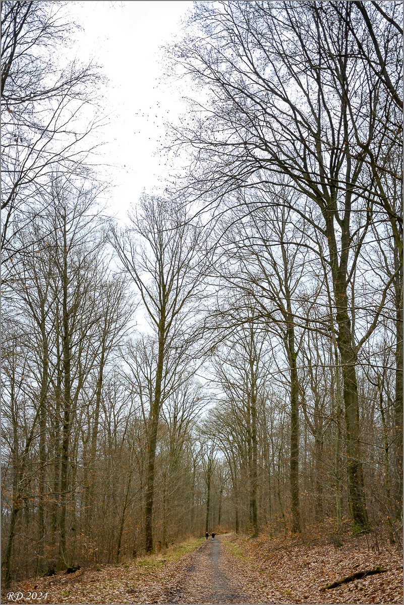 DZ7_0990.jpg