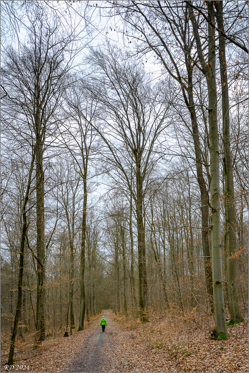 DZ7_0993.jpg