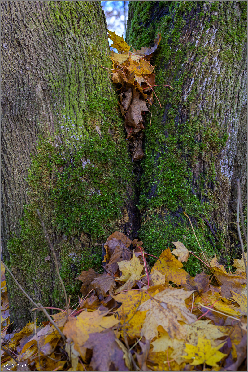 DZ7_1226.jpg