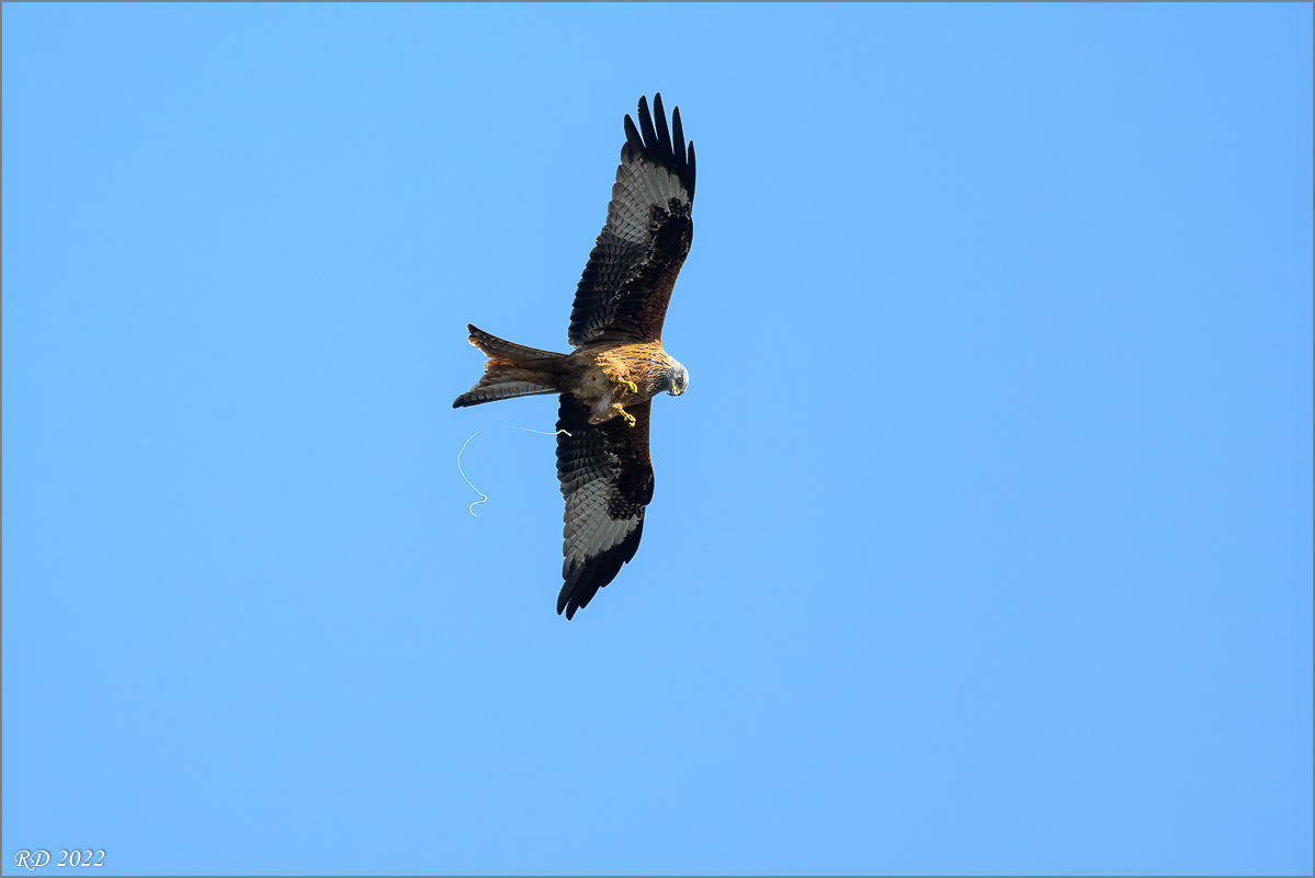DZ7_3498-Bearbeitet.jpg