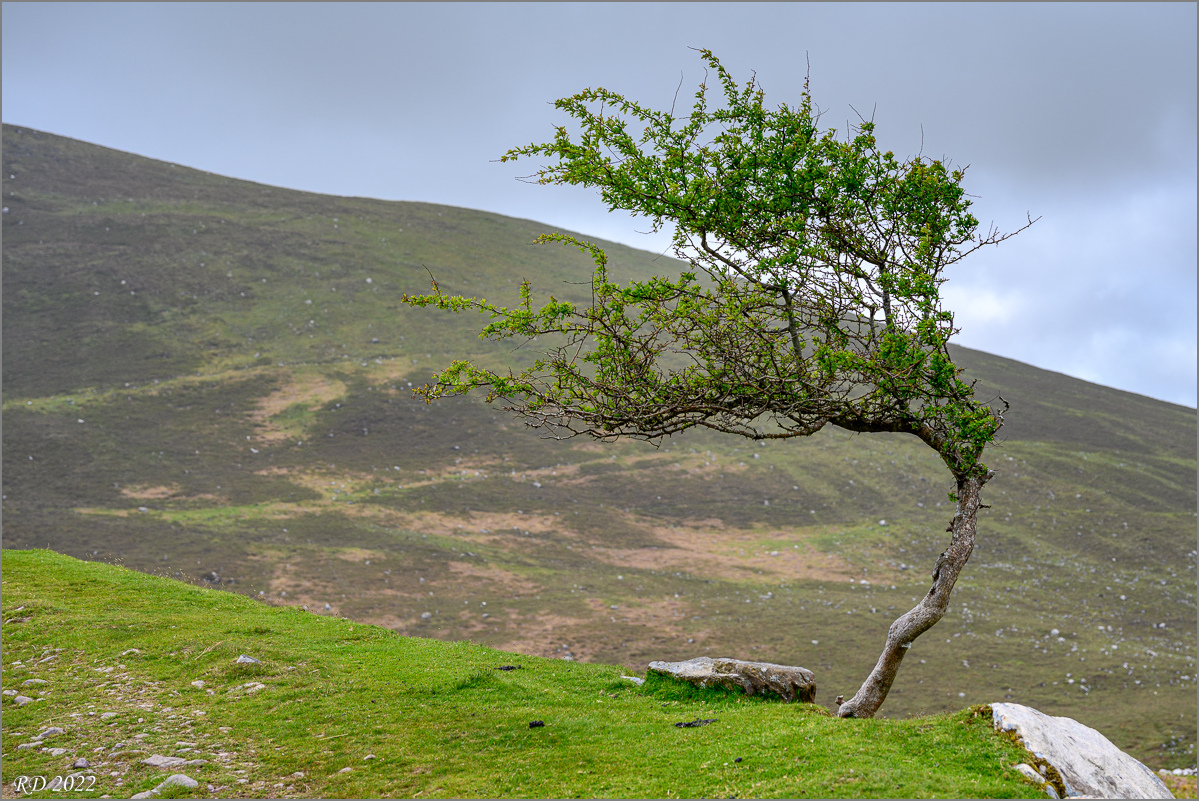 DZ7_4693.jpg
