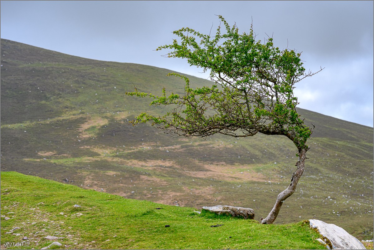 DZ7_4693.jpg