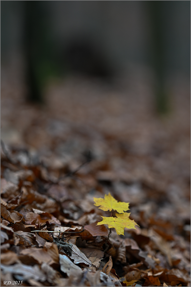 DZ8_0140.jpg