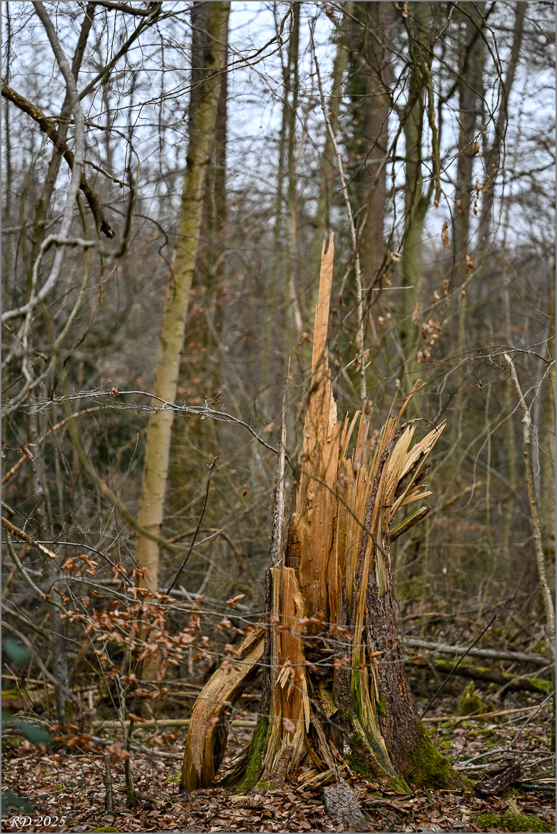 DZ8_5564.jpg