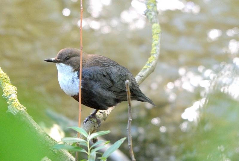 e 11 wasseramsel