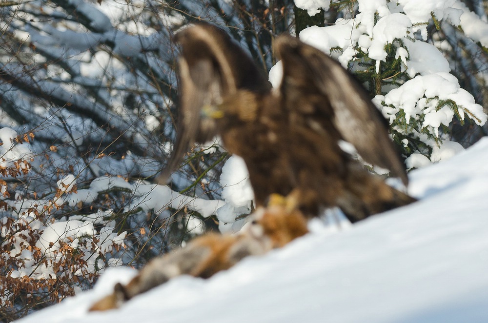 E03 8582
Für den Thread verhunzte Wild-life