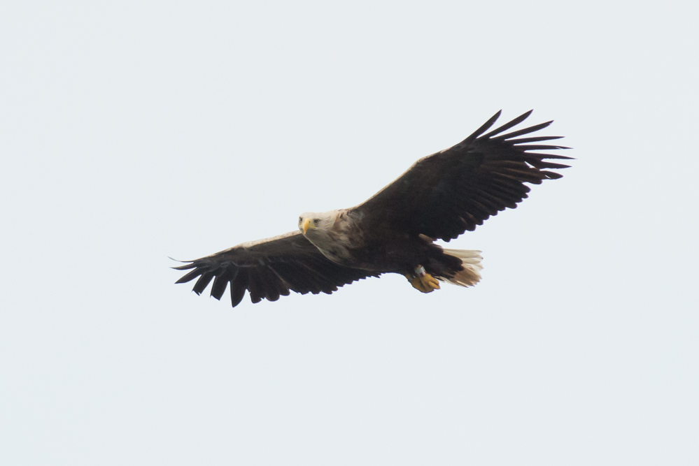 Eagle 1 2