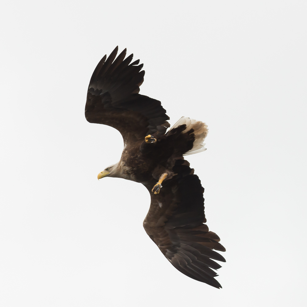 Eagle 1 4