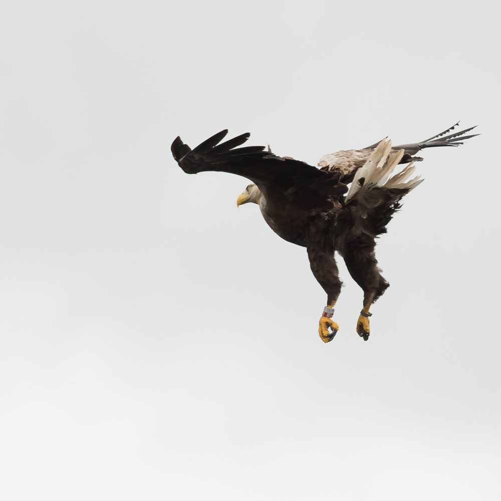 Eagle 1 5
