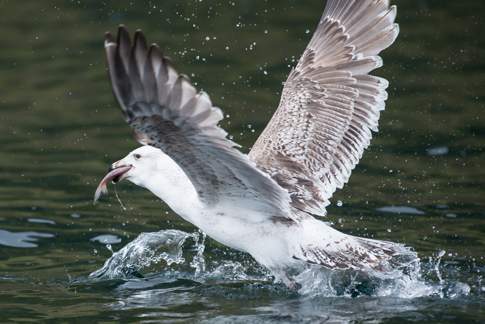 Eagle 1 8