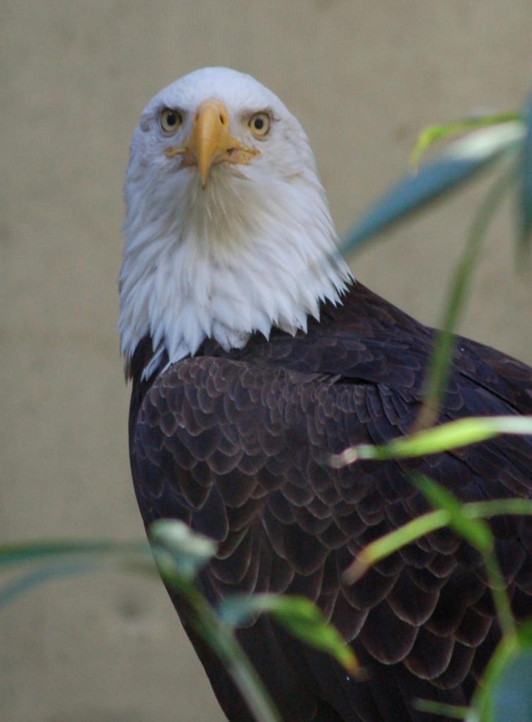 EAGLE im Bronx Zoo