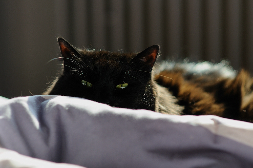 Earlblack in Bed