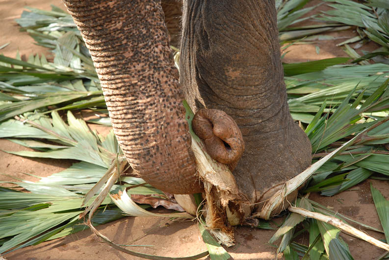 Eating Elephant