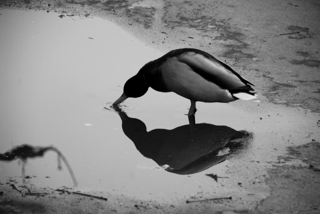 Ebenbild