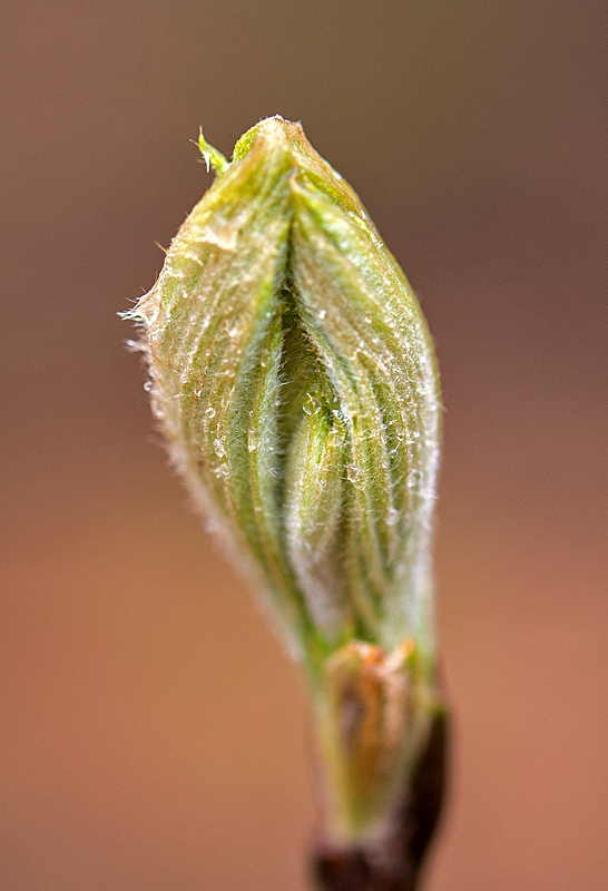 Eberesche 1