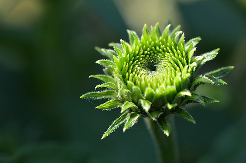 echinacea 01 kl