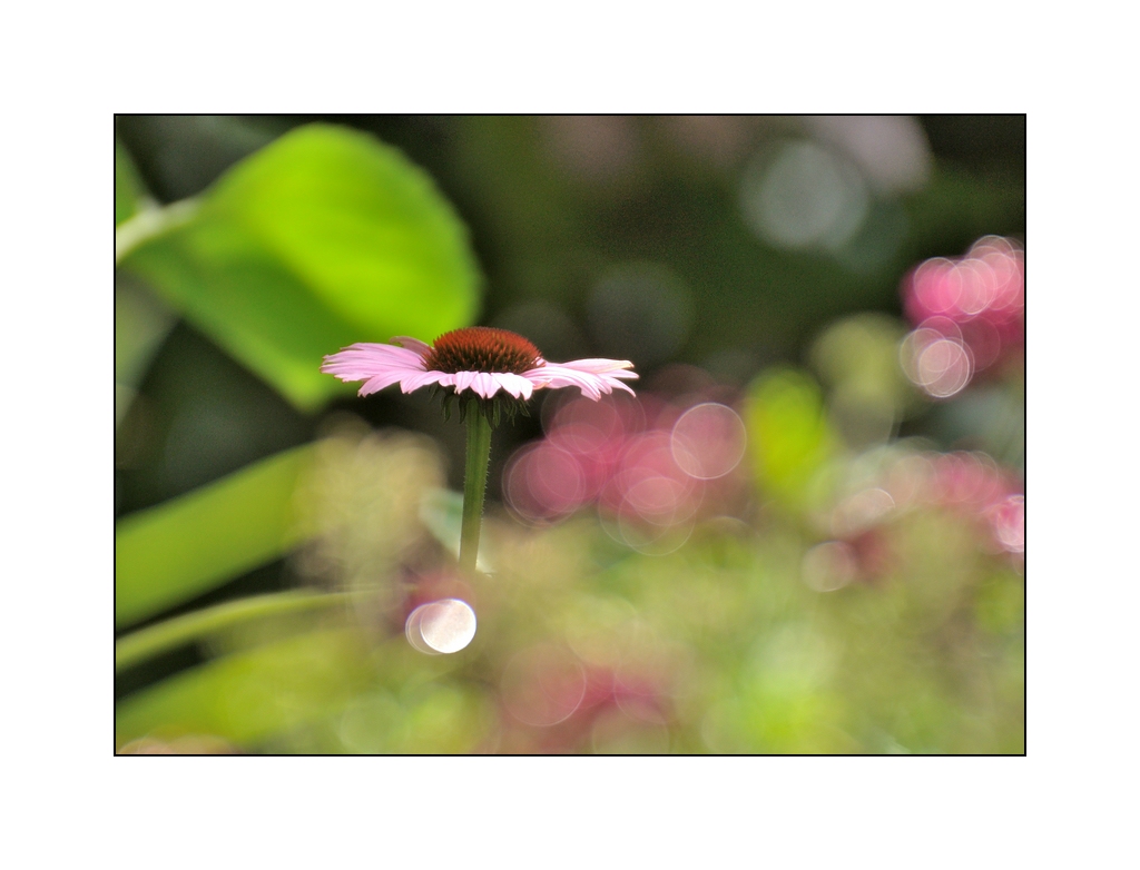 Echinacea mit Kringel