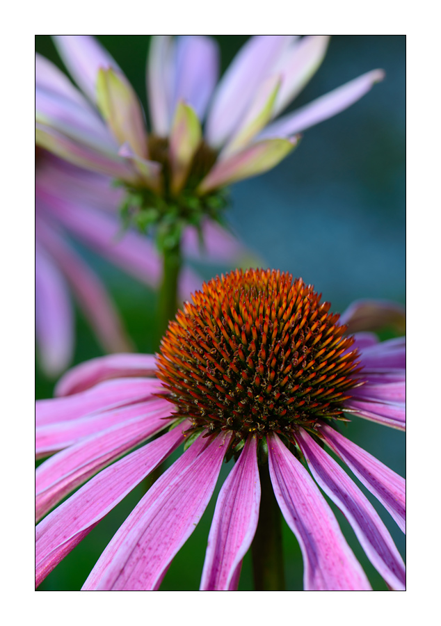 Echinacea purpurea #1


Nikon D800, AF-S Micro-Nikkor f/2.8/ 105 mm, Nikon Speedlighte SB-910, Blende 1:11 bei 1/60 Sekunde.