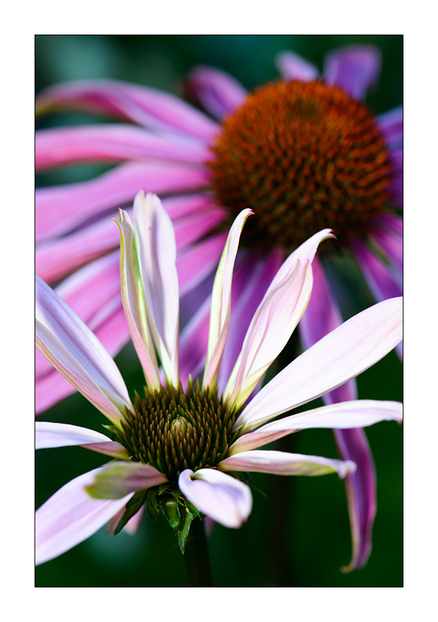 Echinacea purpurea #2


Nikon D800, AF-S Micro-Nikkor f/2.8/ 105 mm, Nikon Speedlighte SB-910, Blende 1:11 bei 1/60 Sekunde.