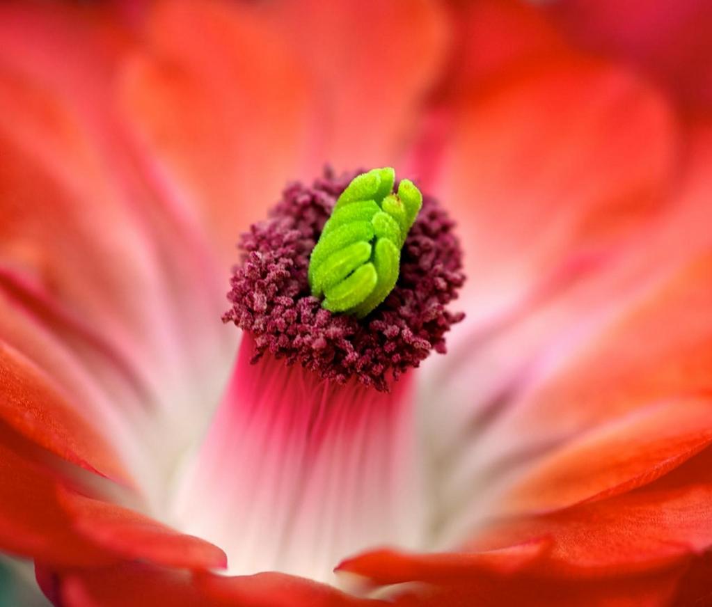 Echinocereus triglochidiatus