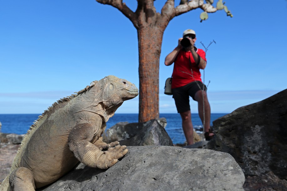 ECU 2014 1JEH Galapagos Echse vor der Linse 2152