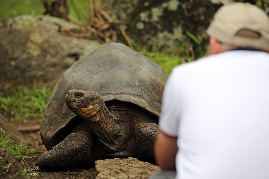 ECU 2014 1JEH Galapagos Riesenschildkroete ganz nah 4841