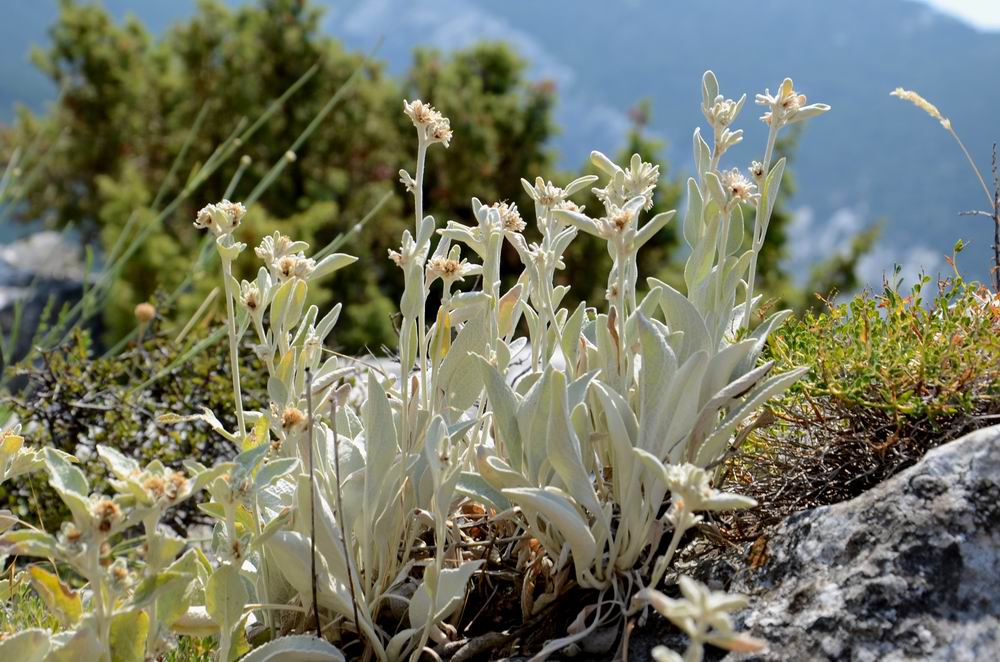 Edelweiss