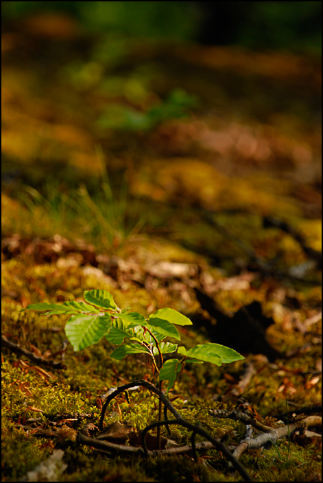 Edersee 4
Nikon D80, 1/90sec.; F 8; ISO 200; 135mm