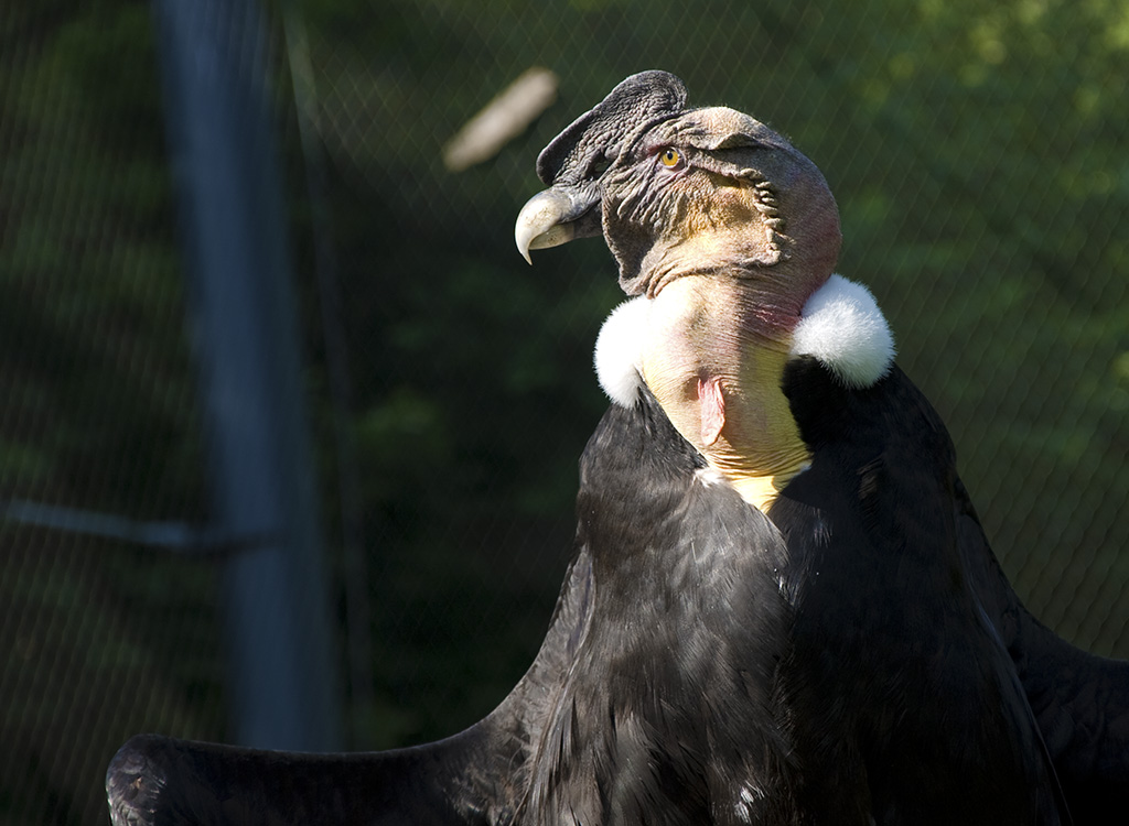 Ehrlich - ich habe noch nie einen komischeren Vogel gesehen - außer meiner Wenigkeit..