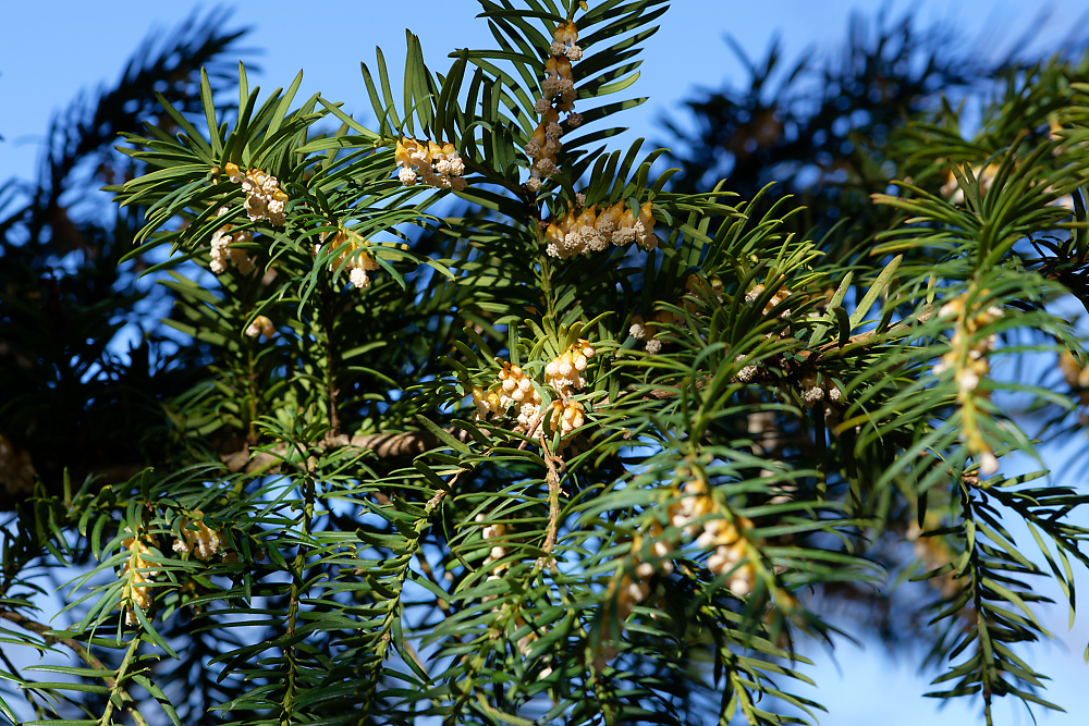 Eibe Blüte 1.jpg