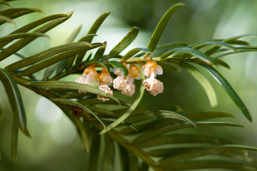 Eibe Blüte 2.jpg