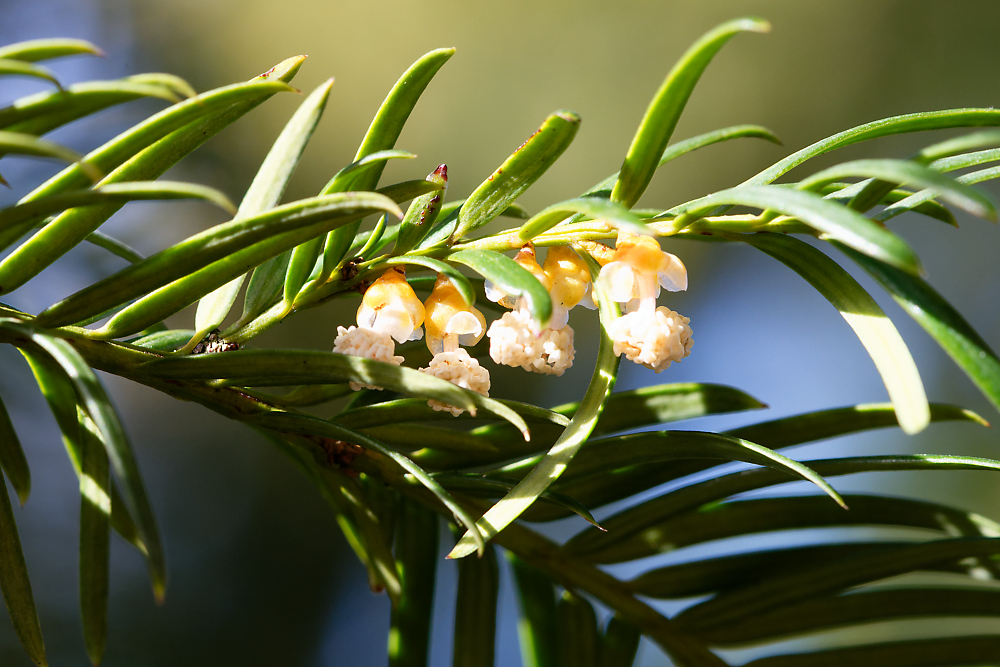 Eibe Blüte 3.jpg