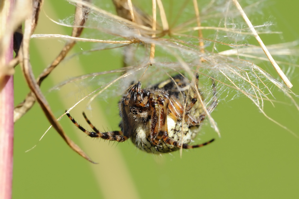 Eichblatt-Radnetzspinne