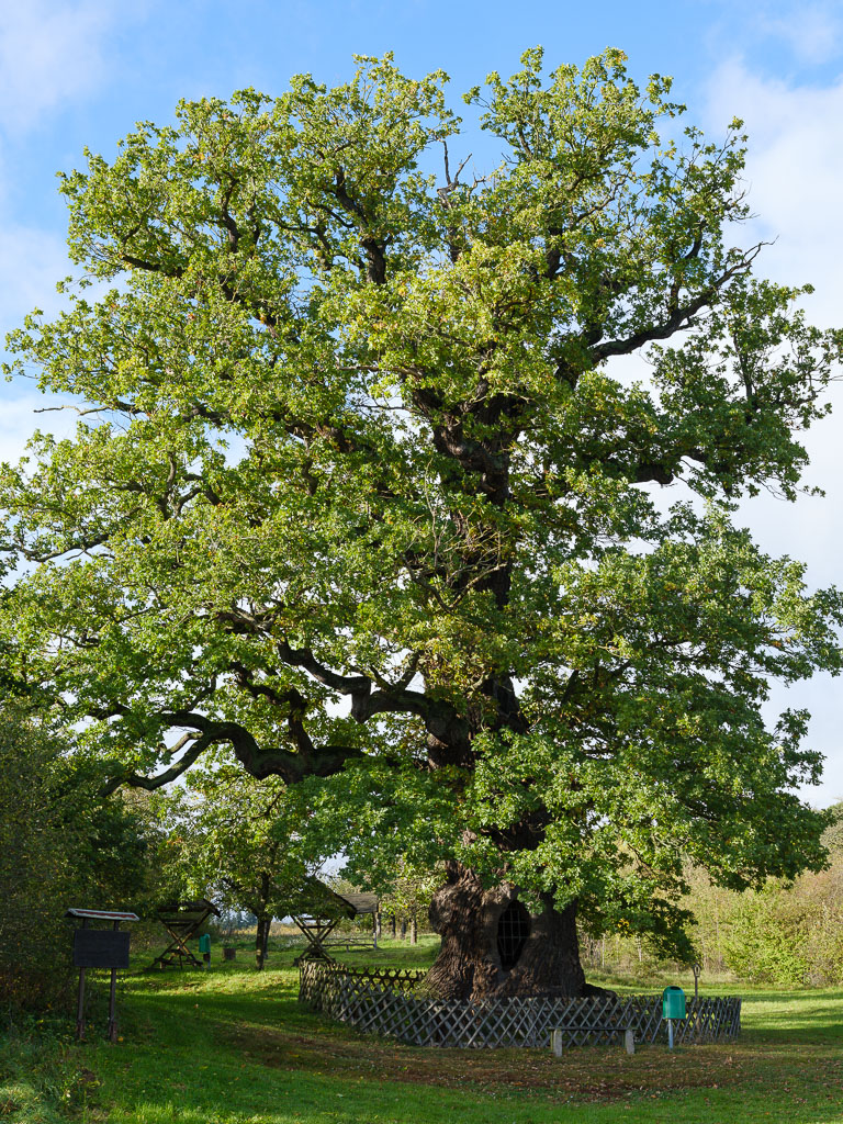 Eiche (1 von 2)