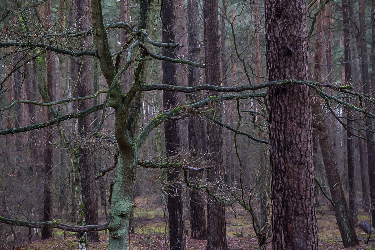 Eiche im Kiefernwald (1 von 1).JPG