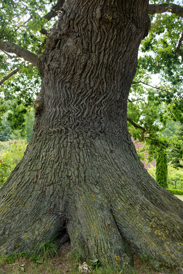 Eiche Naturdenkmal.jpg