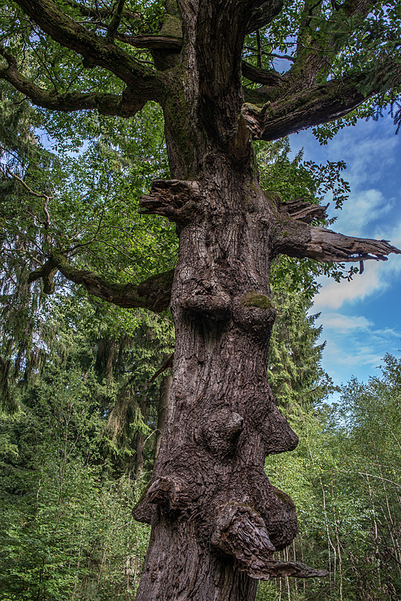 Eiche