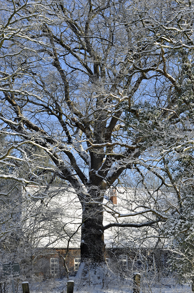 eiche_winter.jpg