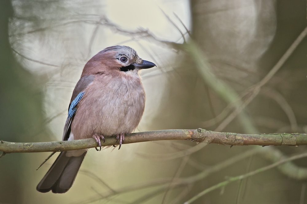 Eichelhäher (Garraulus glandarius