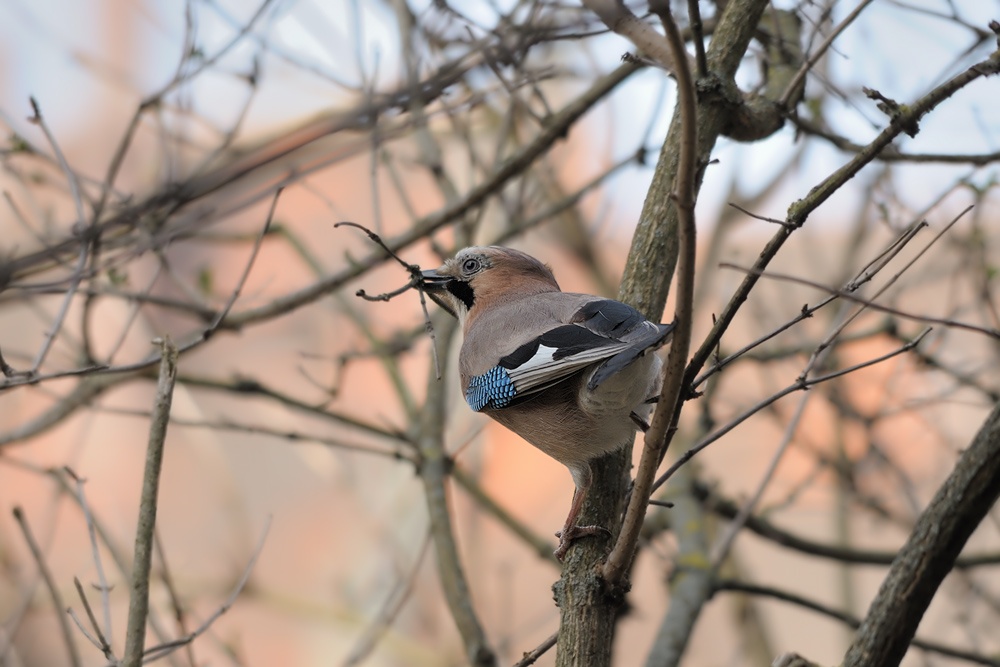 Eichelhäher
Nestbauer