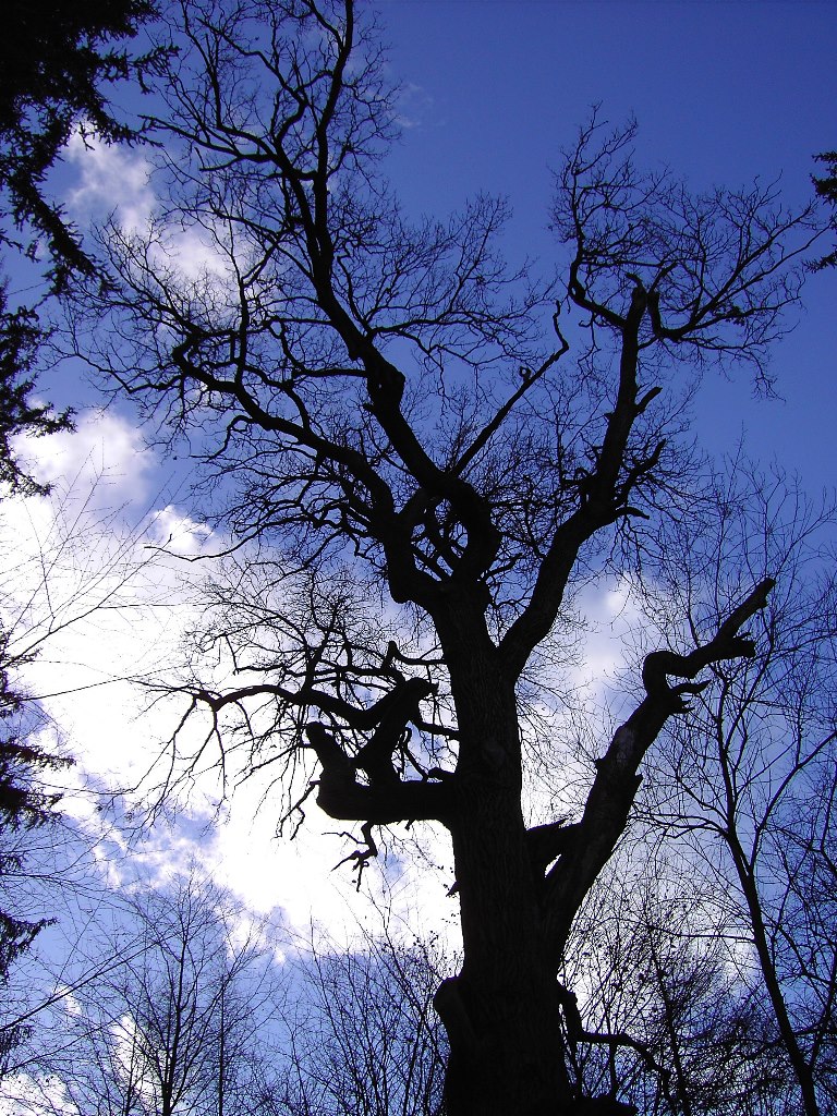 Eichensilhouette am Pfaffensee