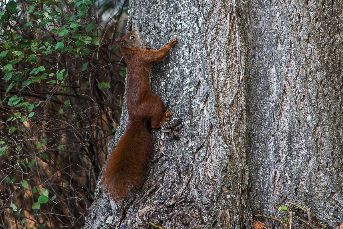 Eichhörnchen (1 von 1).JPG
