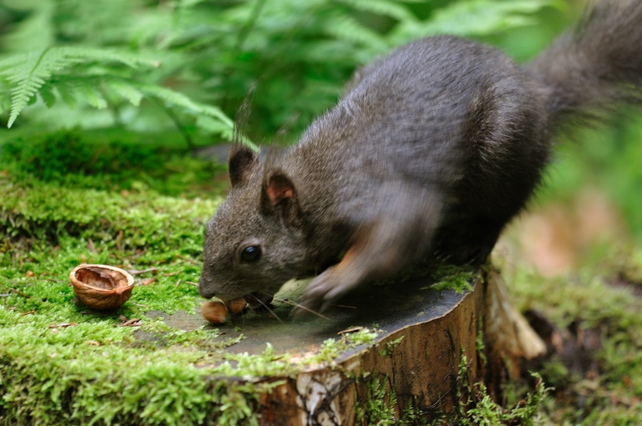 Eichhörnchen 1