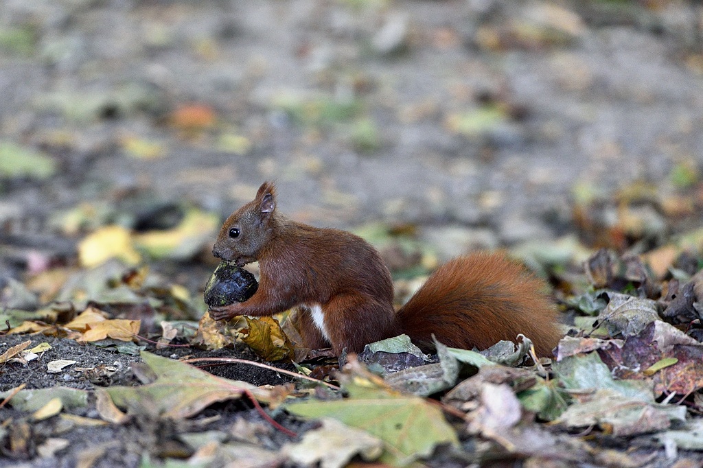 Eichhörnchen 102015 1