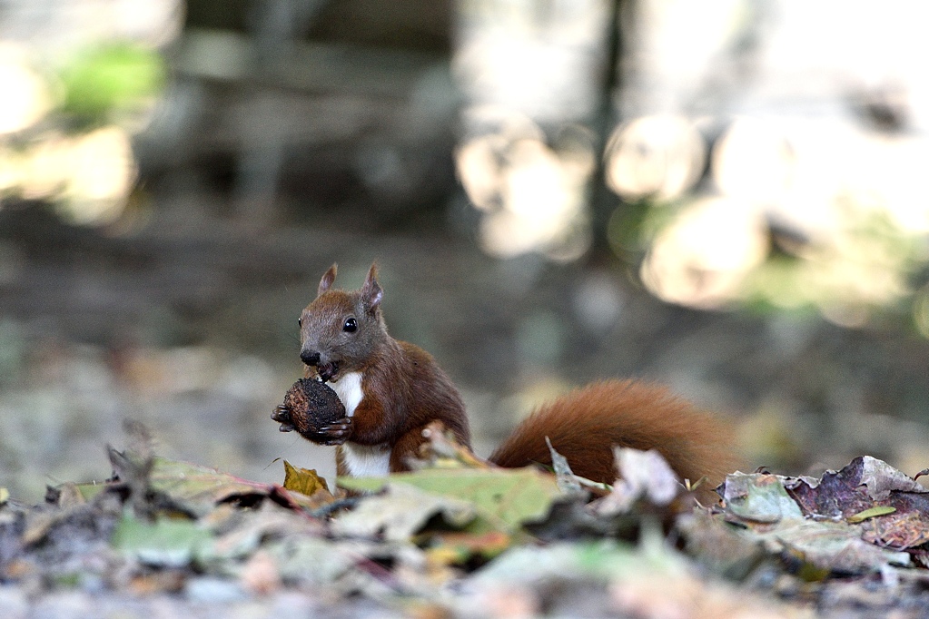 Eichhörnchen 102015 2