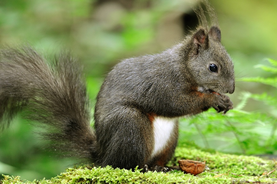 Eichhörnchen 2