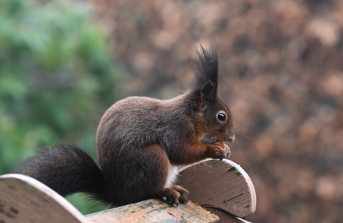 Eichhörnchen am Vogelhaus 3.jpg