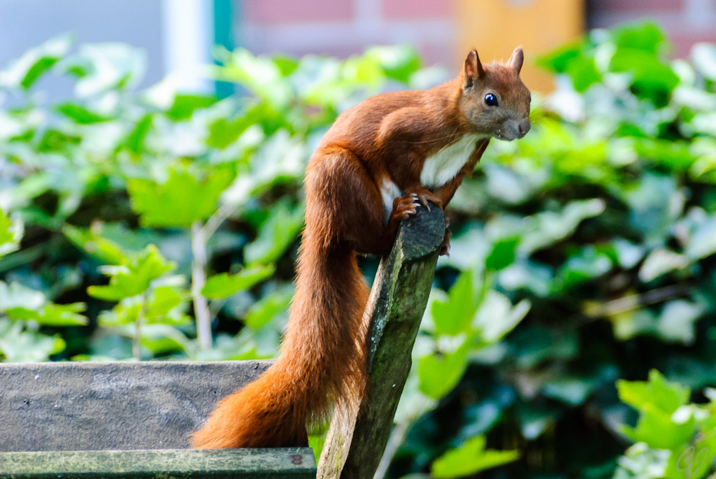Eichhörnchen im Garten