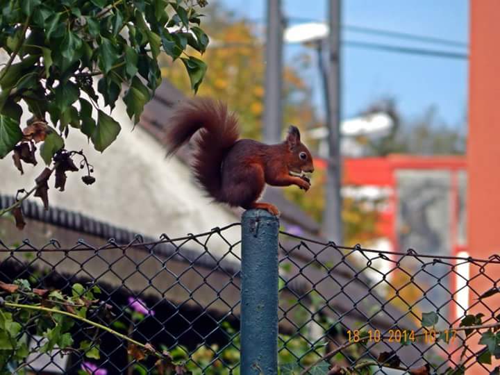 Eichhörnchen im Garten